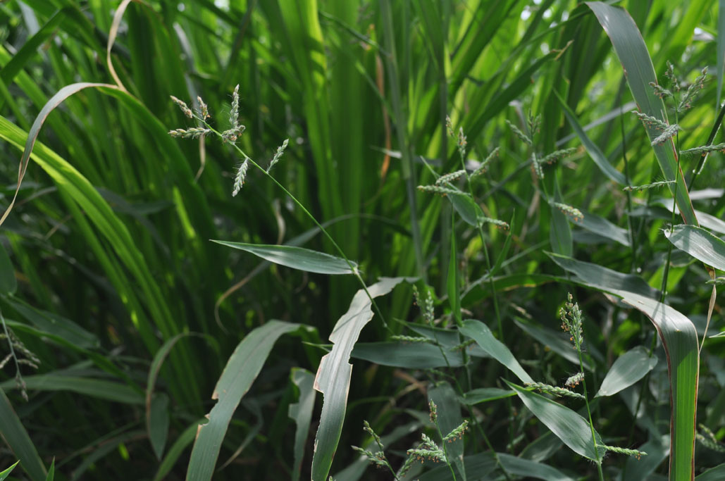 Brachiaria reptans